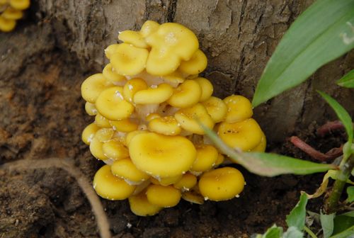黄蘑菇